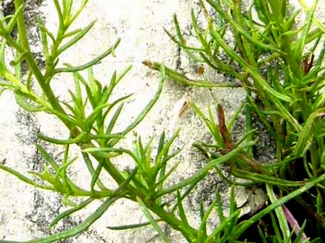 Fiore giallo tra le rocce - Senecio inaequidens